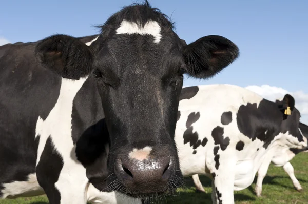 Holstein-tehén — Stock Fotó