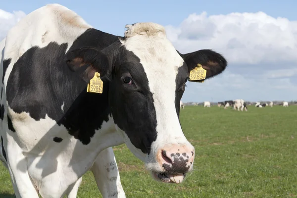Holstein koe — Stockfoto