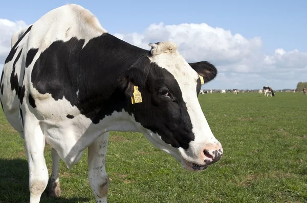 Holstein cow — Stock Photo, Image