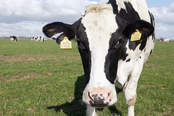 荷斯坦奶牛 — 图库照片
