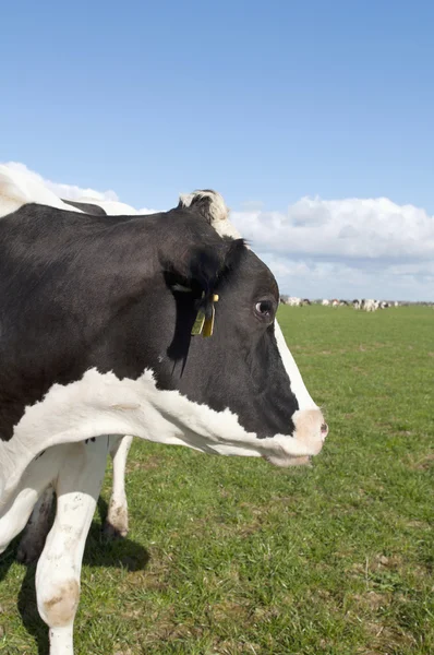 Holstein cow — Stock Photo, Image