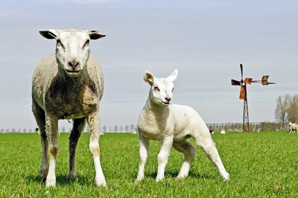 Besättningen av får och lamm — Stockfoto