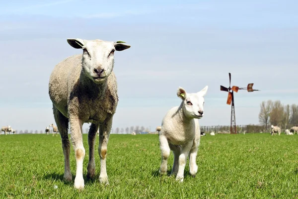 Besättningen av får och lamm — Stockfoto