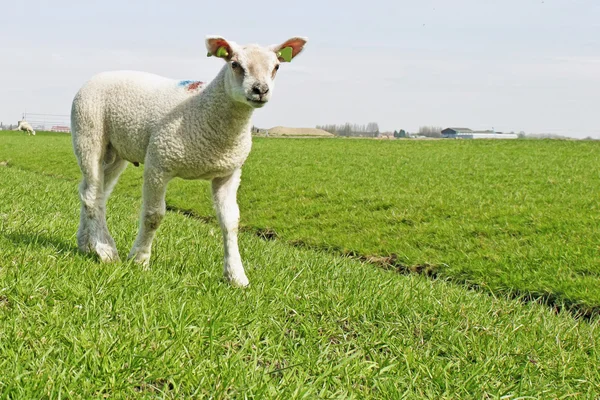 Herd of sheep and lambs — Stock Photo, Image