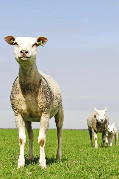 Herd of sheep and lambs — Stock Photo, Image