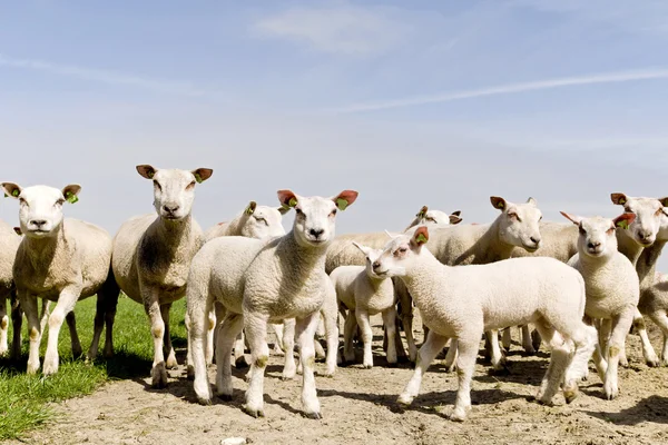 Стадо овець і ягнят — стокове фото