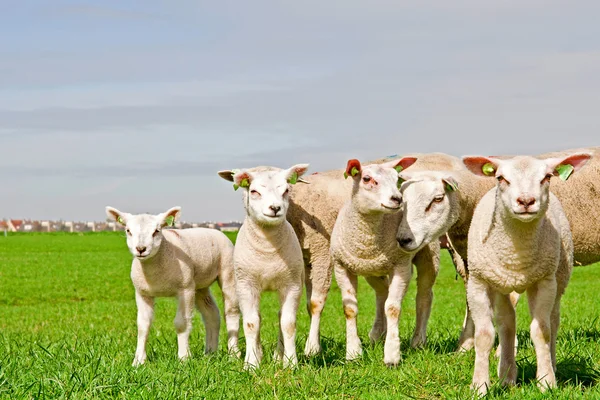 Ovejas y corderos de primavera —  Fotos de Stock