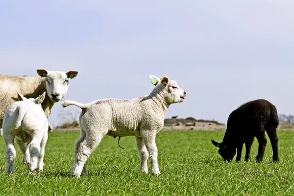 Ovejas y corderos de primavera — Foto de Stock