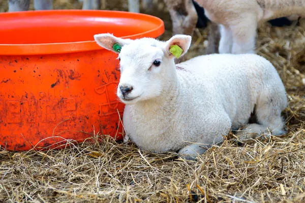 Весняна вівця і ягня — стокове фото