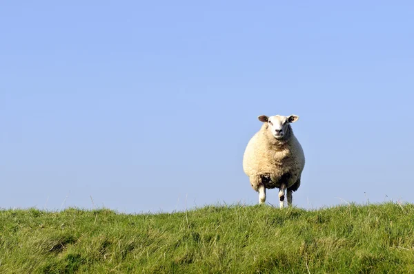 Herd of sheep and lambs — Stock Photo, Image