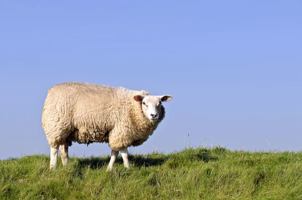 Sürüden koyun ve Kuzuların Sessizliği — Stok fotoğraf