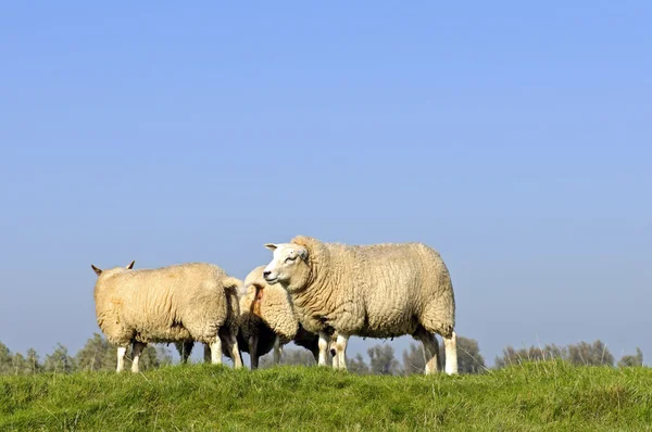 Besättningen av får och lamm — Stockfoto