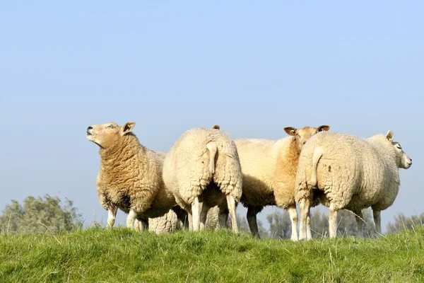 Manada de ovinos e de cordeiros — Fotografia de Stock