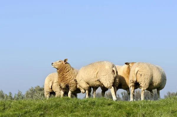 Besättningen av får och lamm — Stockfoto