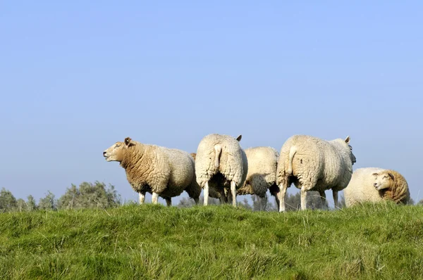 Besättningen av får och lamm — Stockfoto