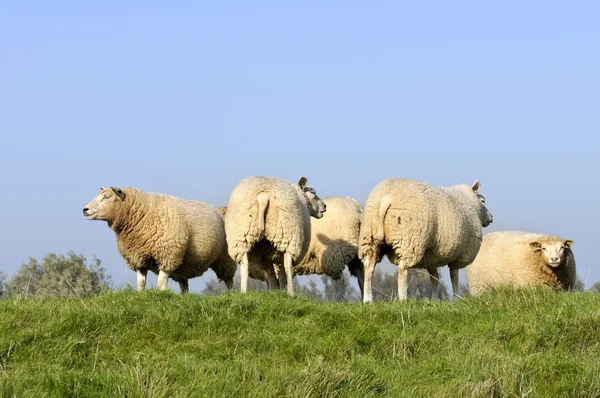 Besättningen av får och lamm — Stockfoto