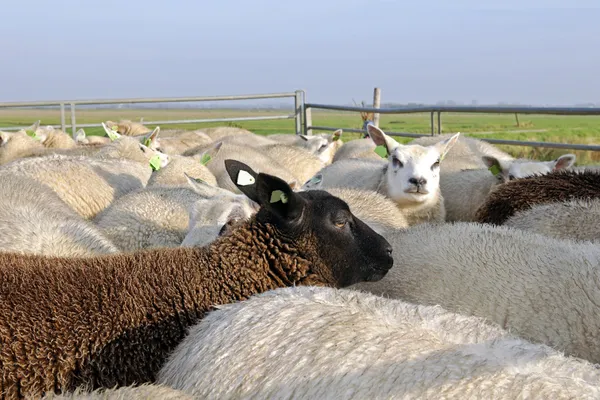 Besättningen av får och lamm — Stockfoto