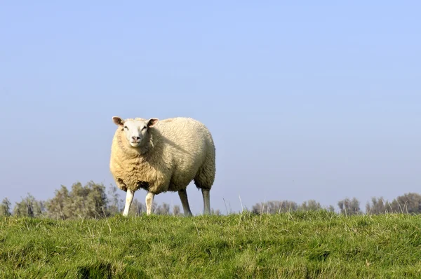 Herd of sheep and lambs — Stock Photo, Image