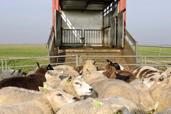 Transporte de ovinos voor — Fotografia de Stock