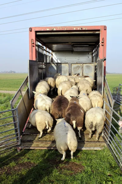 Transporte de ovinos voor — Fotografia de Stock