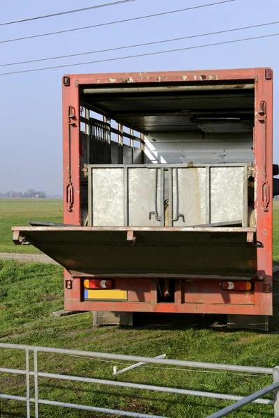 Camión de transporte de ganado —  Fotos de Stock