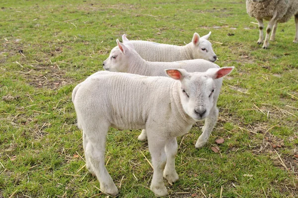 Schaf- und Lämmchenherde — Stockfoto