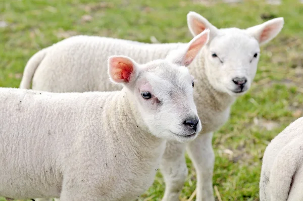 Herd of sheep and lambs — Stock Photo, Image