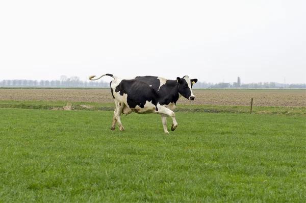 Krowa bieganie i skakanie Zdjęcie Stockowe