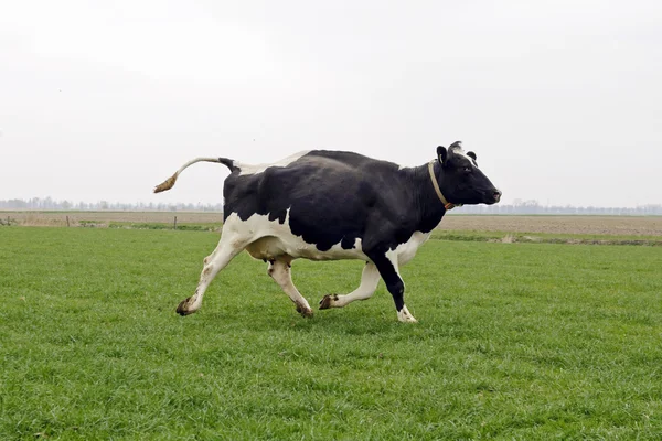Krowa bieganie i skakanie Obraz Stockowy