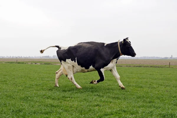 Mucca che corre e salta Immagine Stock