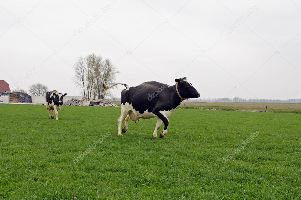 Running and jumping cow