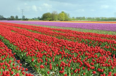 Lale alan tarım arazisi üzerinde