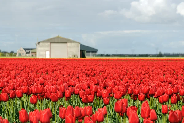 Tulpenfeld auf landwirtschaftlichen Flächen — Stockfoto