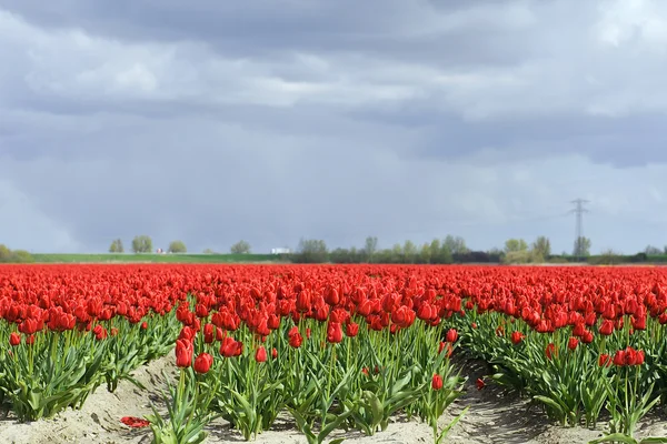 Tulpenfeld auf landwirtschaftlichen Flächen — Stockfoto