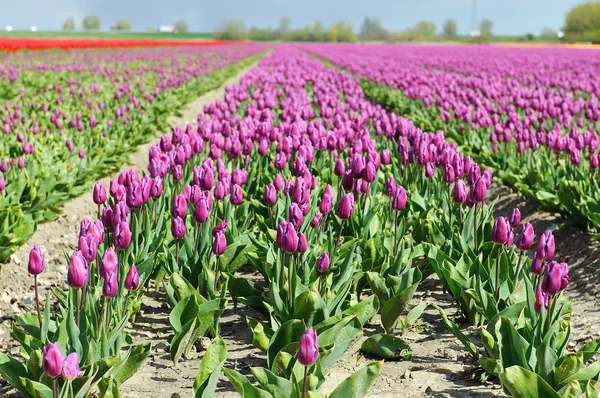 Tulpenfeld auf landwirtschaftlichen Flächen — Stockfoto