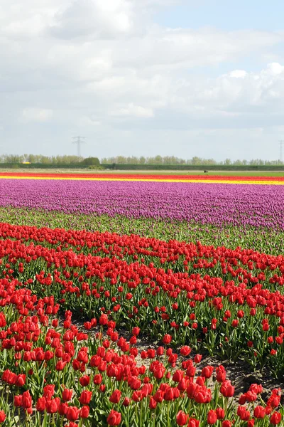Campo de tulipas em terras agrícolas — Fotografia de Stock