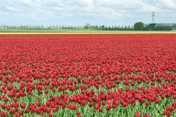 Tulpenfeld auf landwirtschaftlichen Flächen — Stockfoto