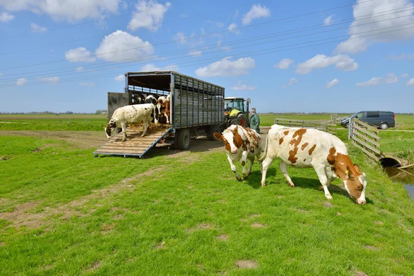 Mucca saltare e correre nel prato — Foto Stock
