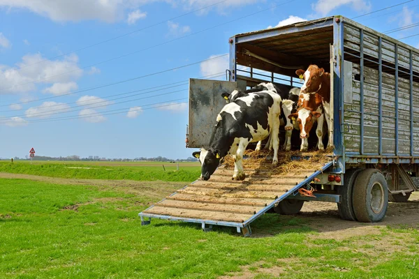 Cow jump and run in meadow — Stock Photo, Image