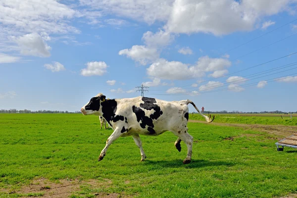 Ko hoppa och springa i äng — Stockfoto