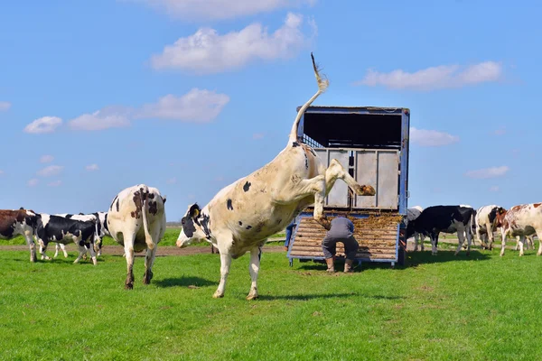 Cow jump and run in meadow — Stock Fotó