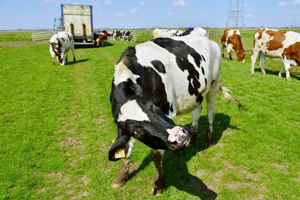 Krávu skok a běh v louce — Stock fotografie