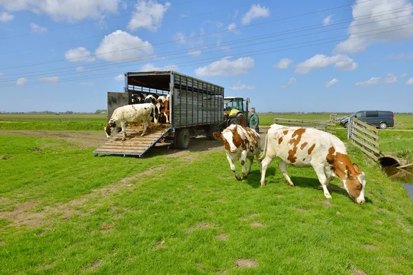 Cow jump and run in meadow Stock Kép