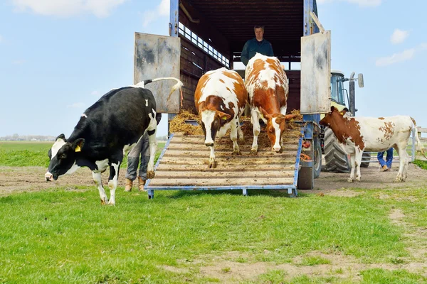 Cow jump and run in meadow Stock Fotó