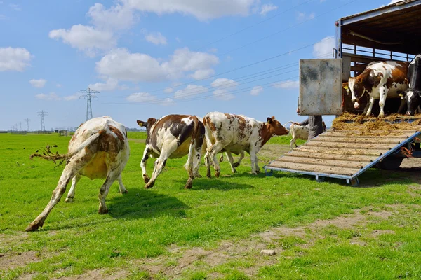 Cow jump and run in meadow Stock Fotó