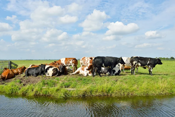 Cows outdoors in meadow — Stock Photo, Image
