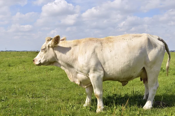 Cow in green meadow — Stock Photo, Image