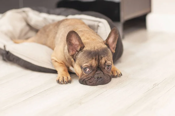 The muzzle of a black dog French Bulldog in a dog bed, the dog sleeps on the floor