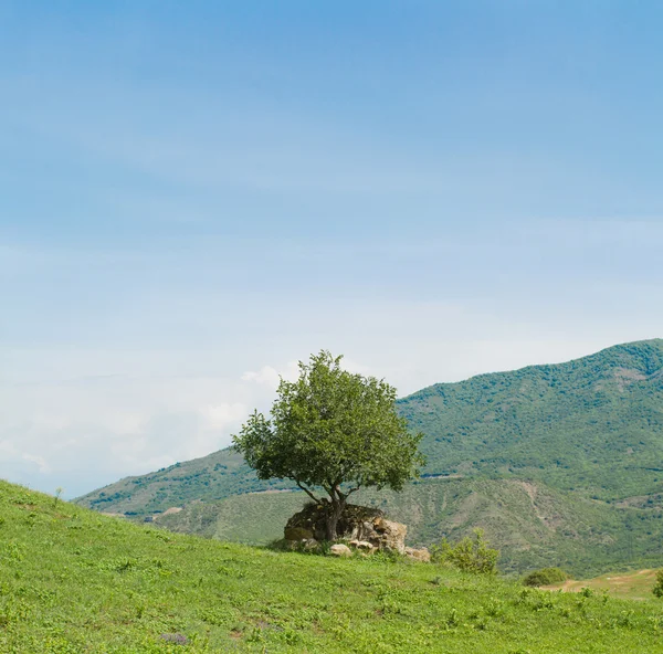 Single tree and mountains in the Georgia of in front — Stock Photo, Image