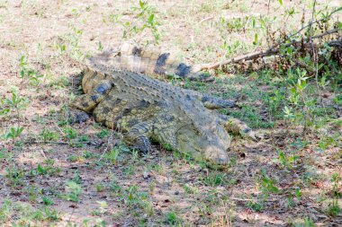 kruger national park, Güney Afrika, Afrika tehlikeli timsah.